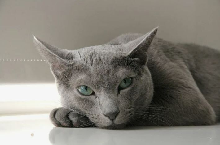 Дамочка, а вы точно умнее?))