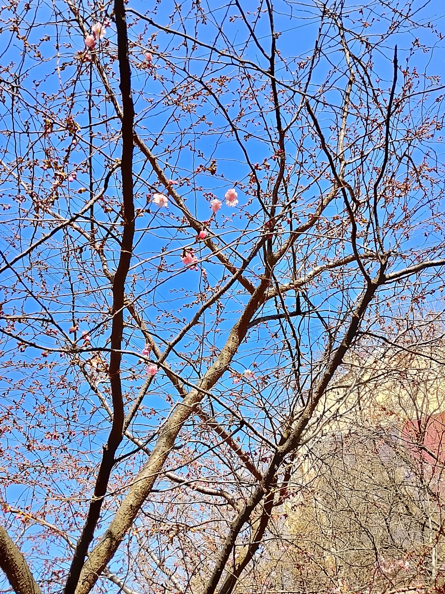 Первые цветочки на дереве