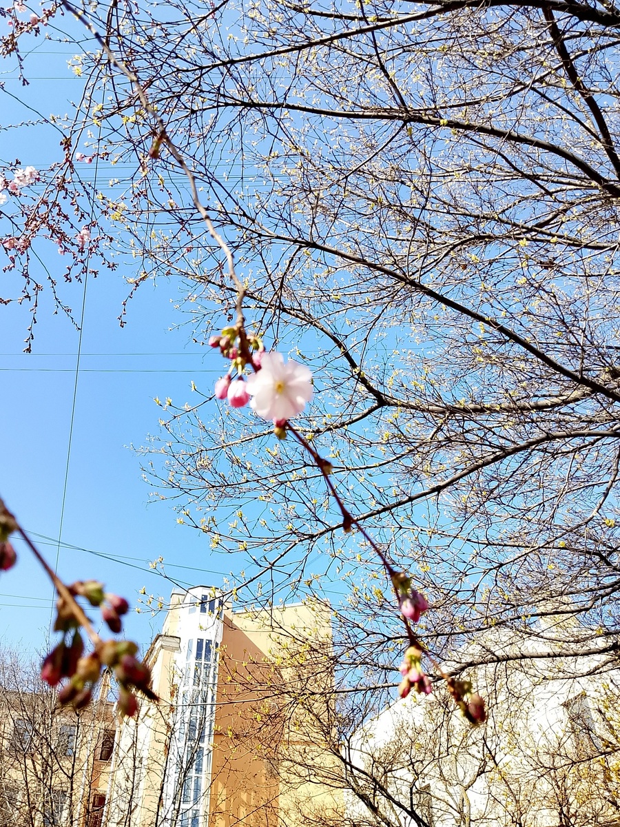 Всего несколько цветочков