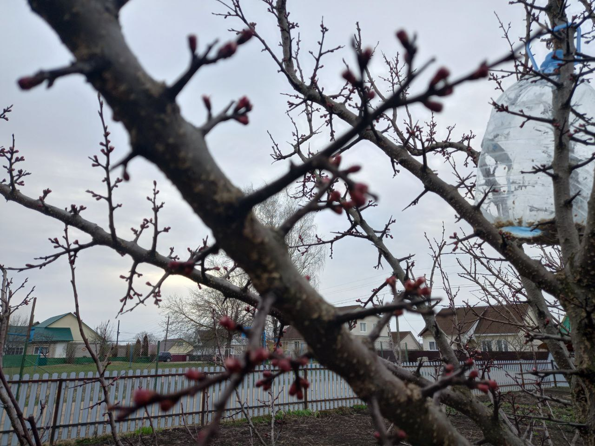 Фото утра 17 апреля. Это "Краснощёкий".