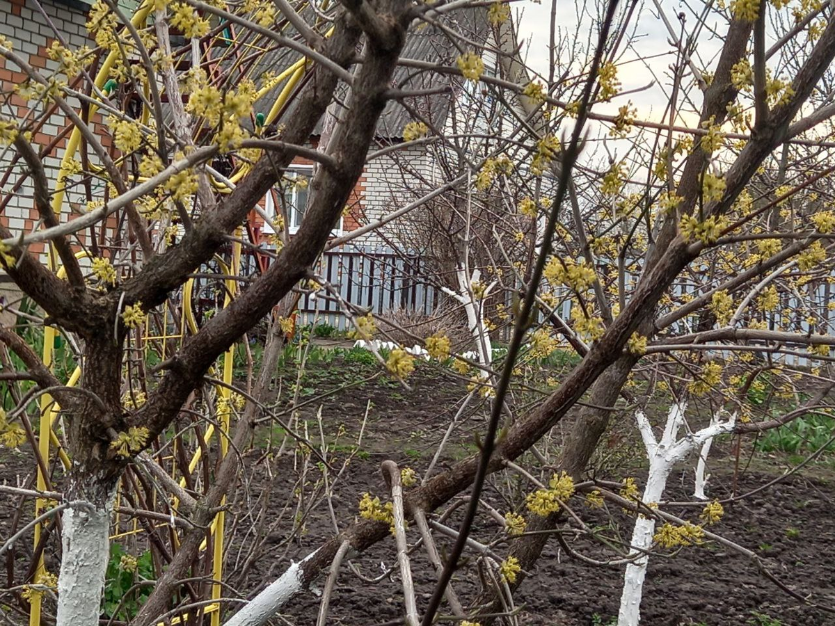 Фото 17 апреля. У нас пока пасмурно, но солнце пробивается.