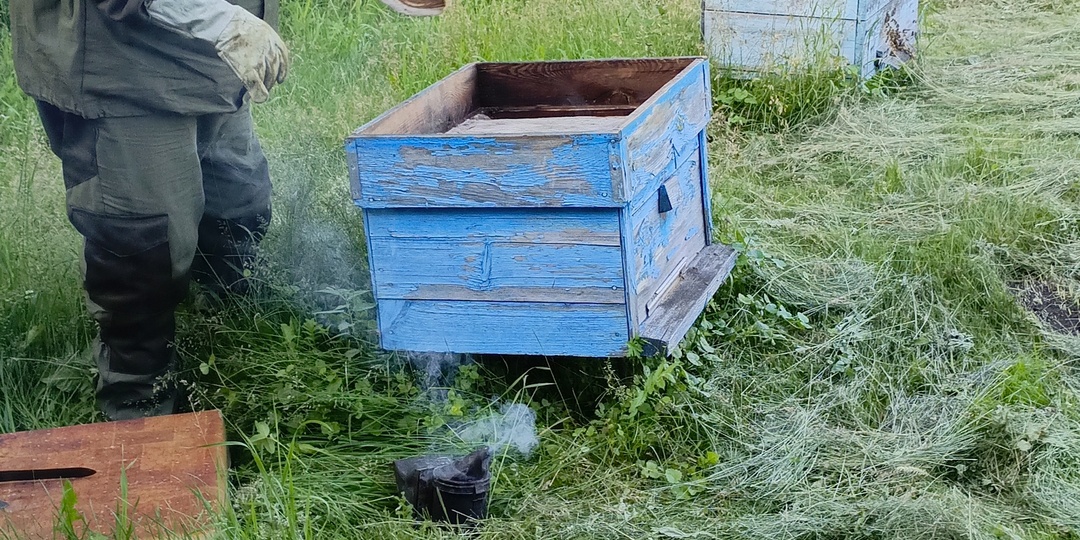 Как мой муж стал “пчелоедом”: первое знакомство с пасекой