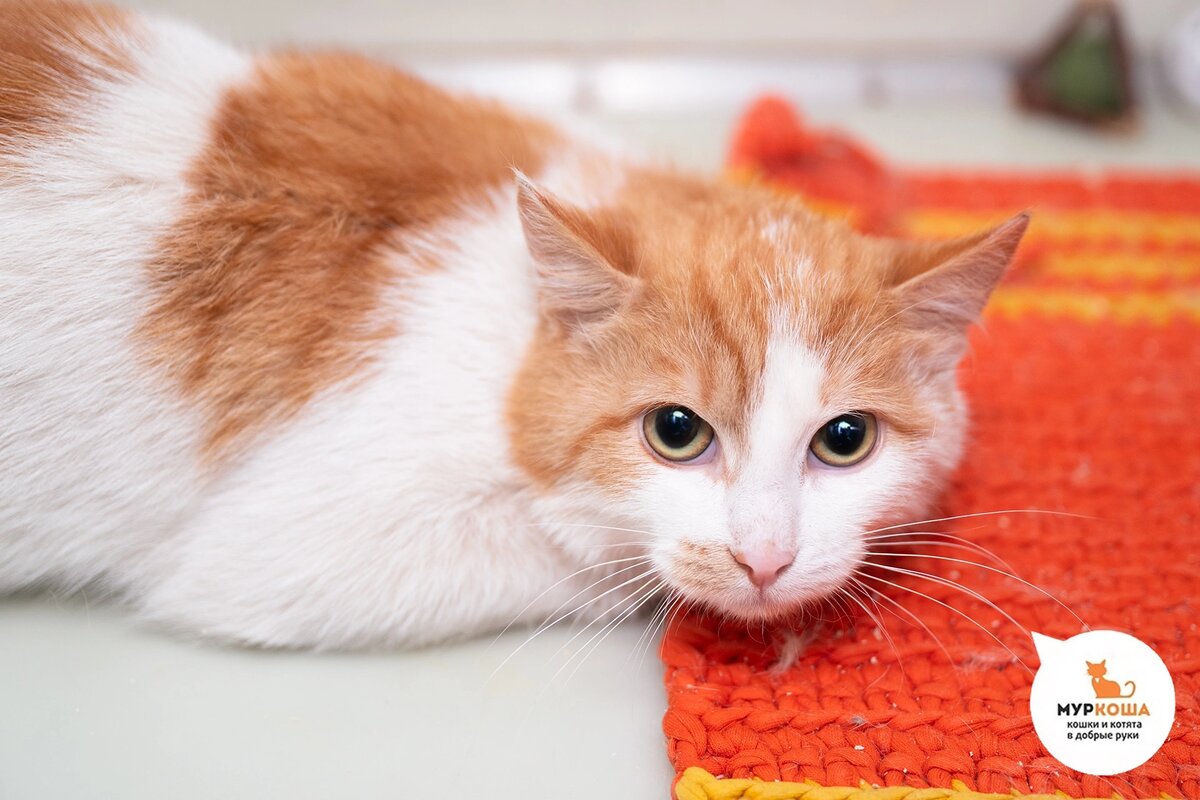 Гаврик найден на улице. Брат Гугуси.