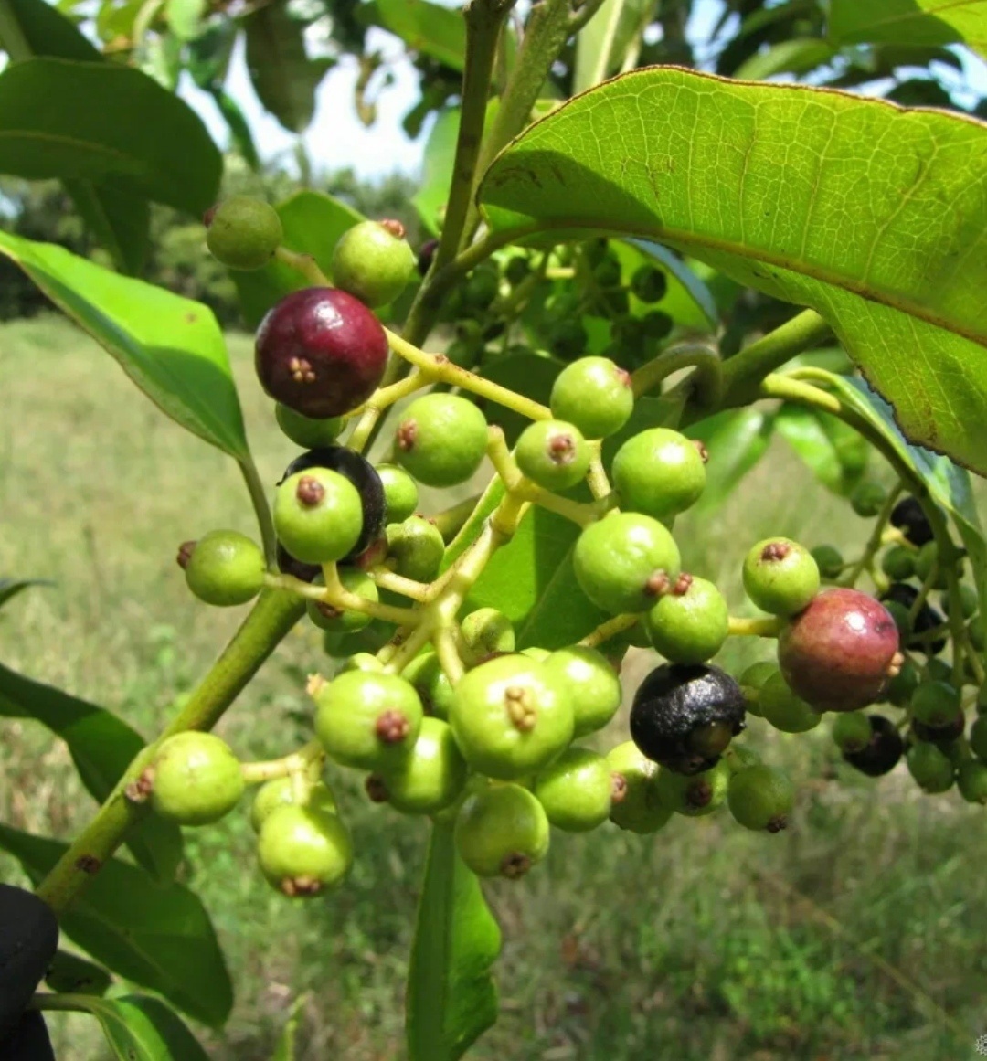«Душистый перец: Тайны пряного аромата, околдовывающие вкус и пробуждающие дух»