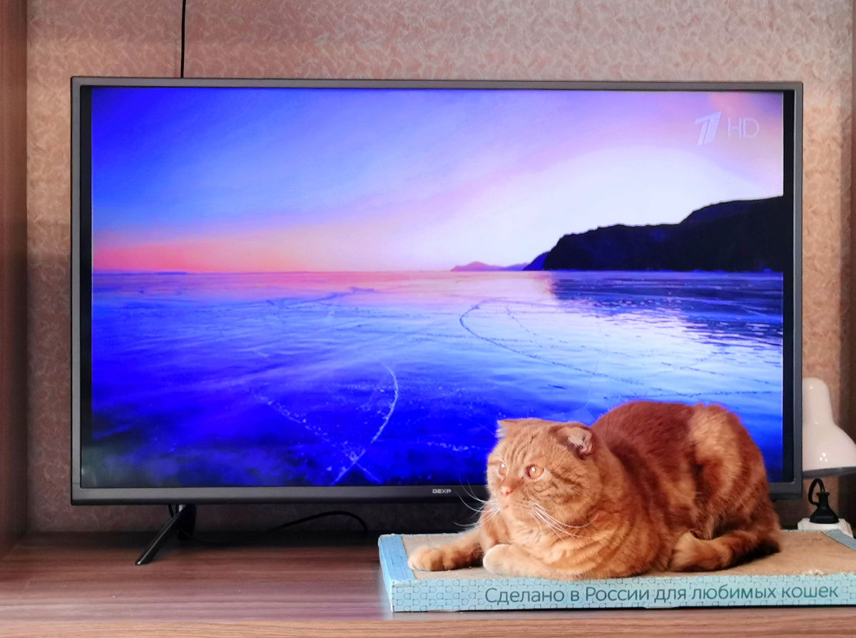 Котик Бася дожидается начала соревнований.