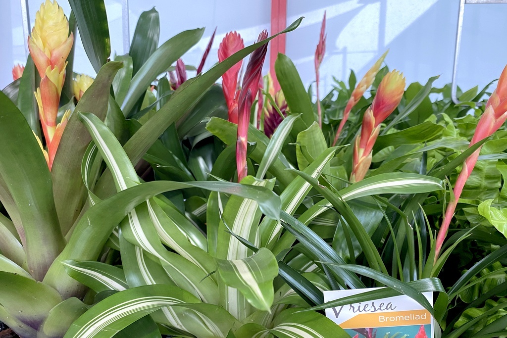 Баннингс, Ипсвич, Квинслэнд, Австралия