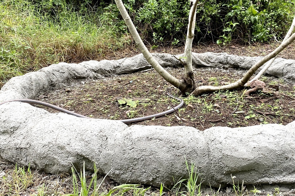 Клумба под инжиром в незаконченном виде; фото (как и следующие) из домашнего архива