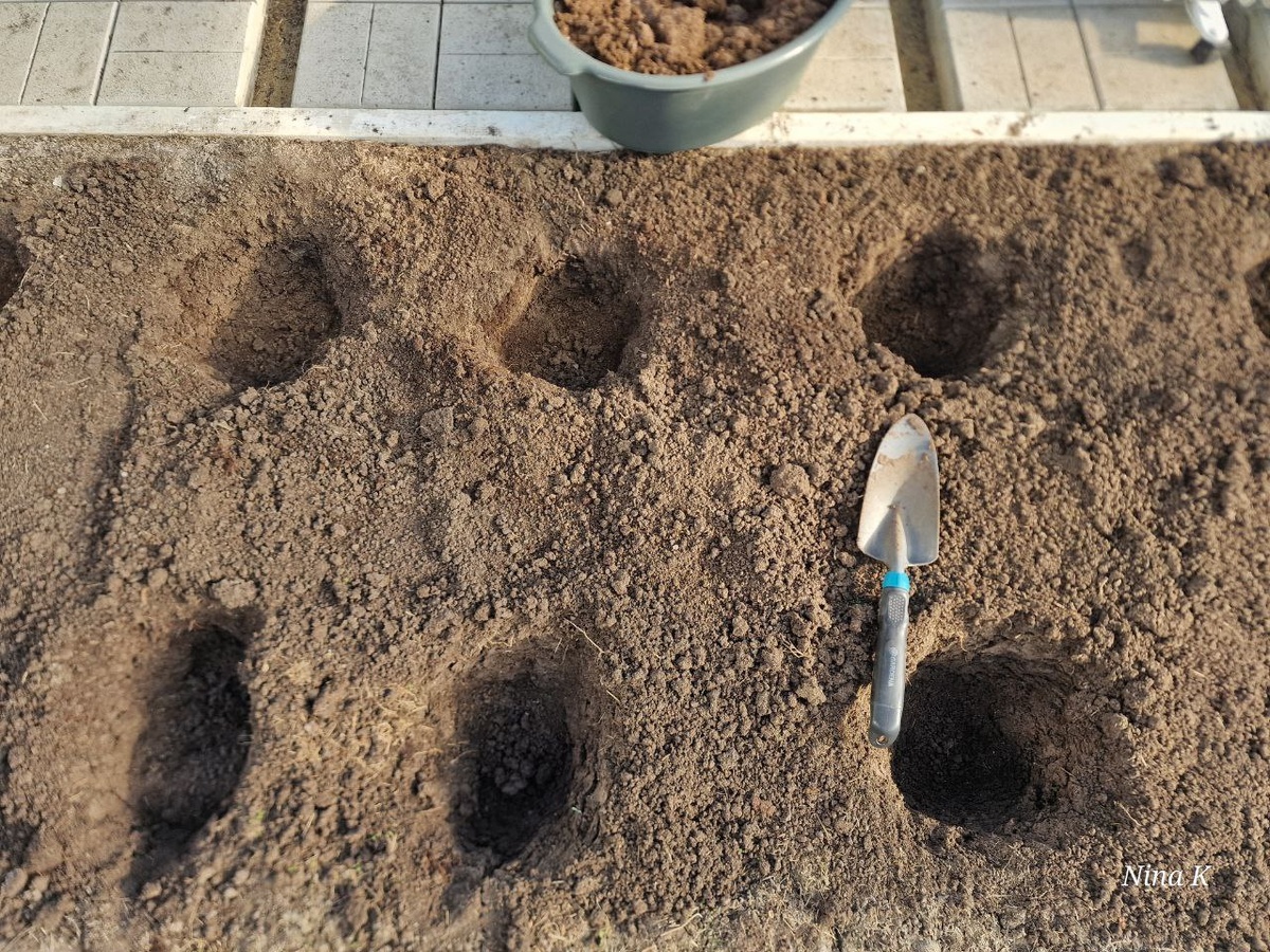 Готовлю глубокие лунки заранее