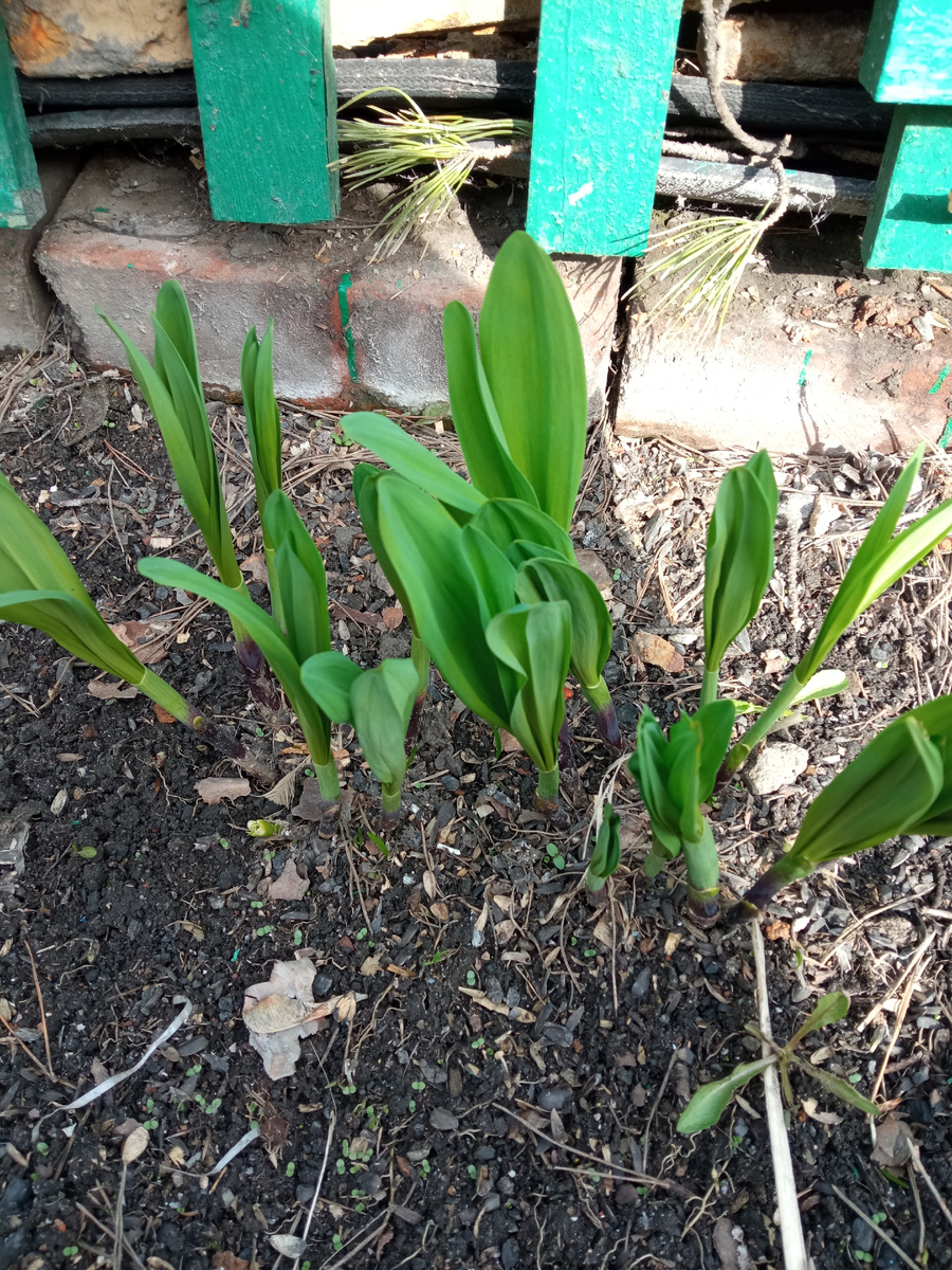 Мы немного пощипали уже. Вкусная!!!