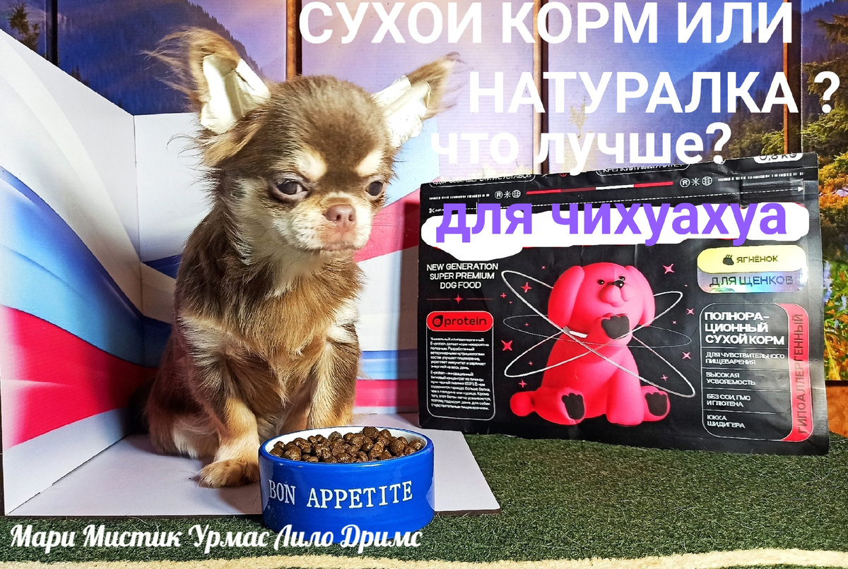 ЧИХУАХУА РОЖДЕННЫЙ В МОЕМ ПИТОМНИКЕ