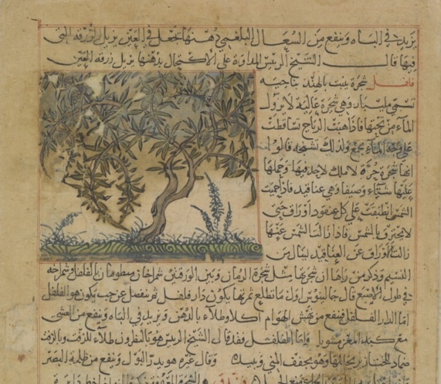 Перец в «Чудесах творения» аль-Казвини (Британская библиотека)