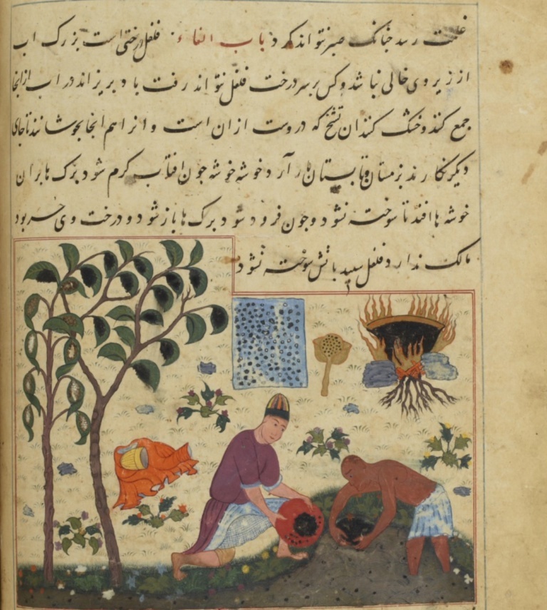 Иллюстрация сбора урожая перца в «Книге чудес» Салмана Туси (Национальная библиотека Франции)