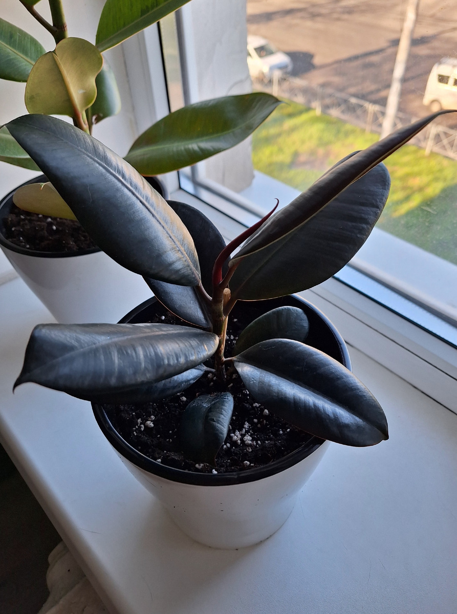 Фикус Черный принц после обрезки и укоренения.