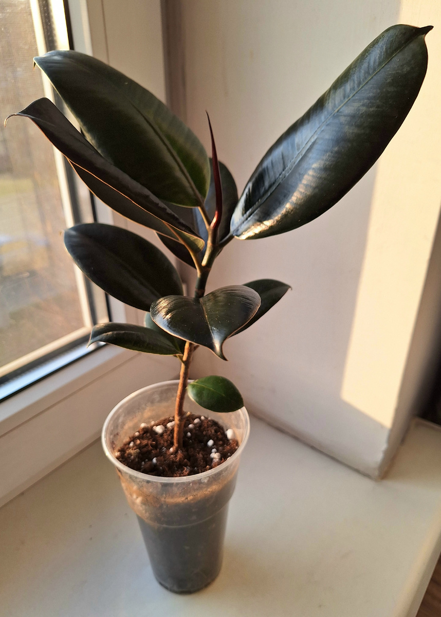 Так фикус выглядел до обрезки.