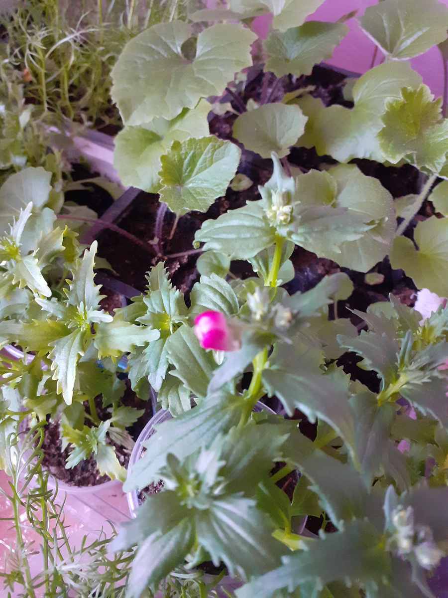 Ещё одна немезия набирает цвет