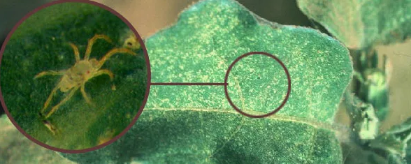 паутинный клещ на баклажанах 