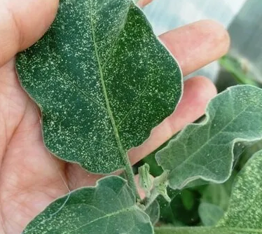 паутинный клещ уничтожает листья баклажанов высасывая соки .