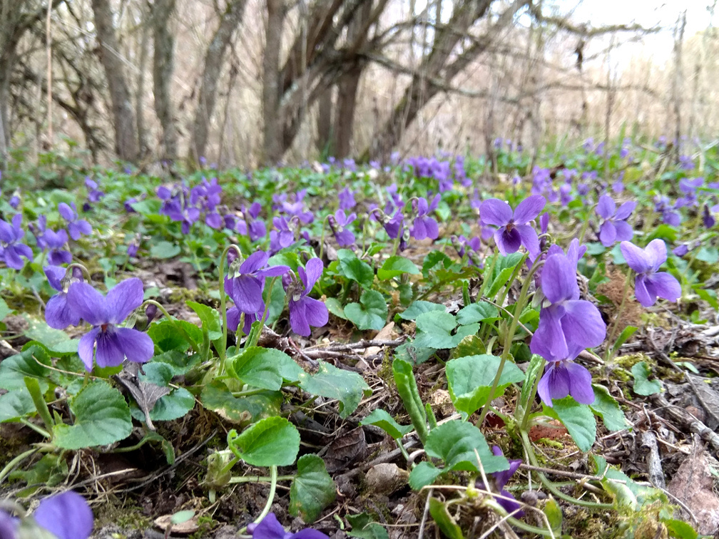 Фото с сайта: https://n-dank.livejournal.com/126737.html