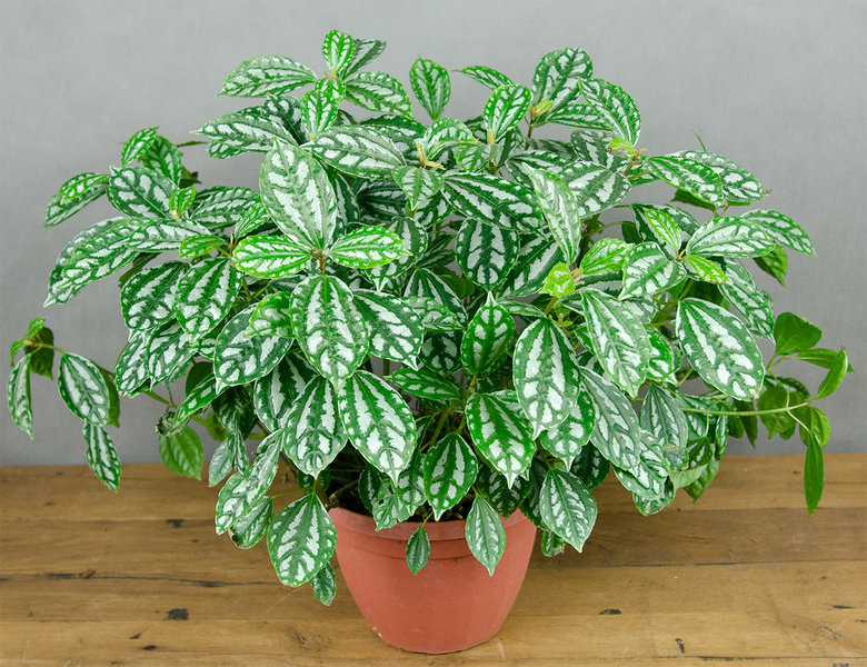 Птлея Кадье