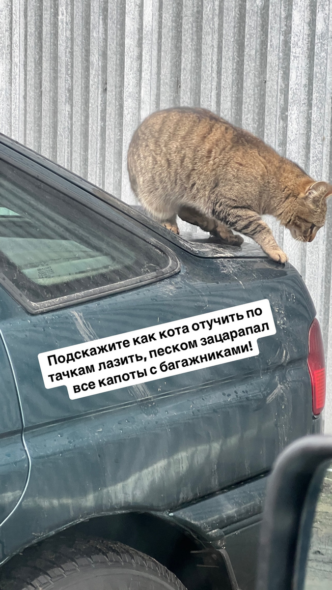 Десятки машин в следах и микроцарапинах от лап с песком