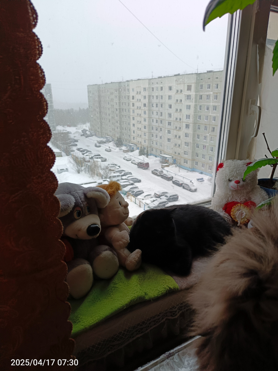 Снегопад с утра.