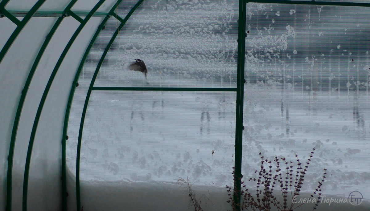 Фото: Елены Тюриной. Трясогузка в теплице. Апрель. 2025