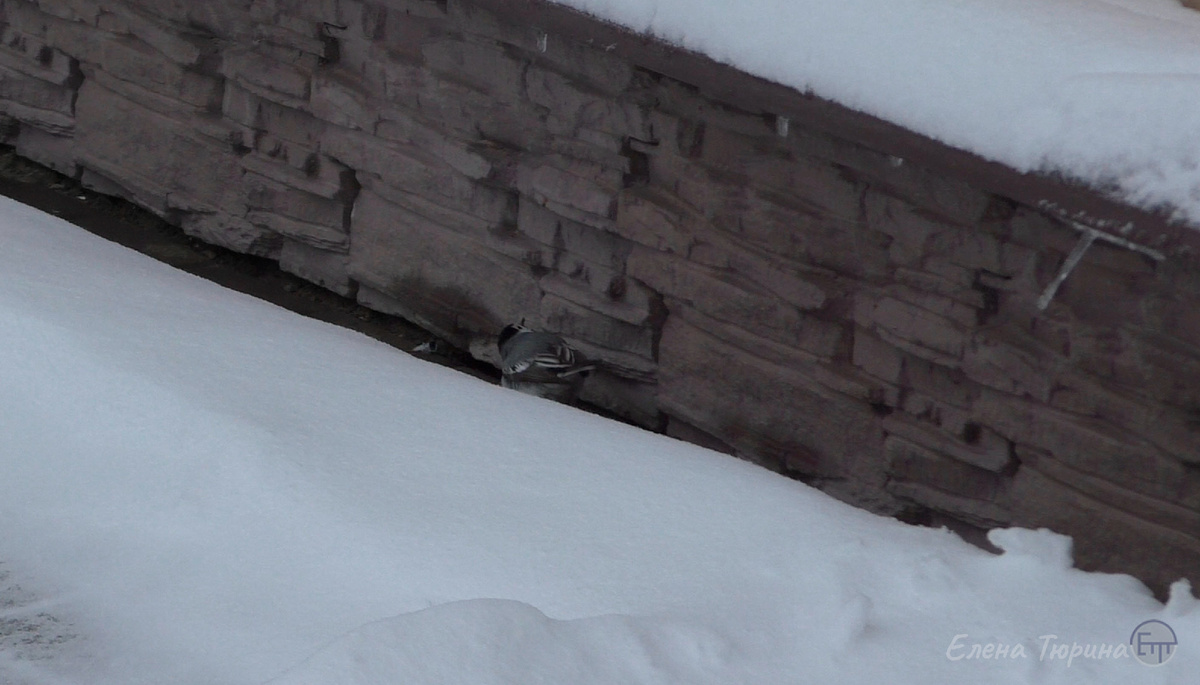 Фото: Елены Тюриной. Трясогузка делает обход дома. Апрель. 2025