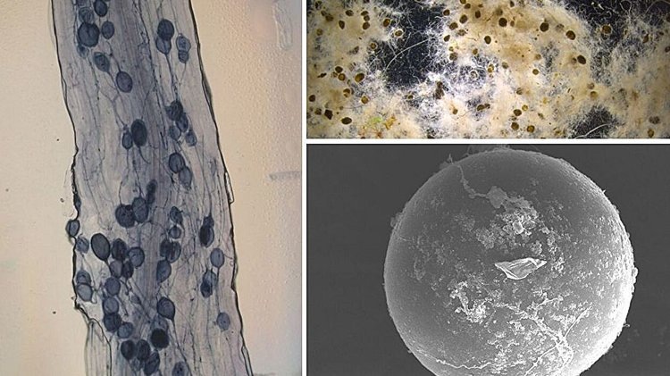    Смогут ли люди повторить опыт природы с полезными грибами и бактериями для своих урожаев