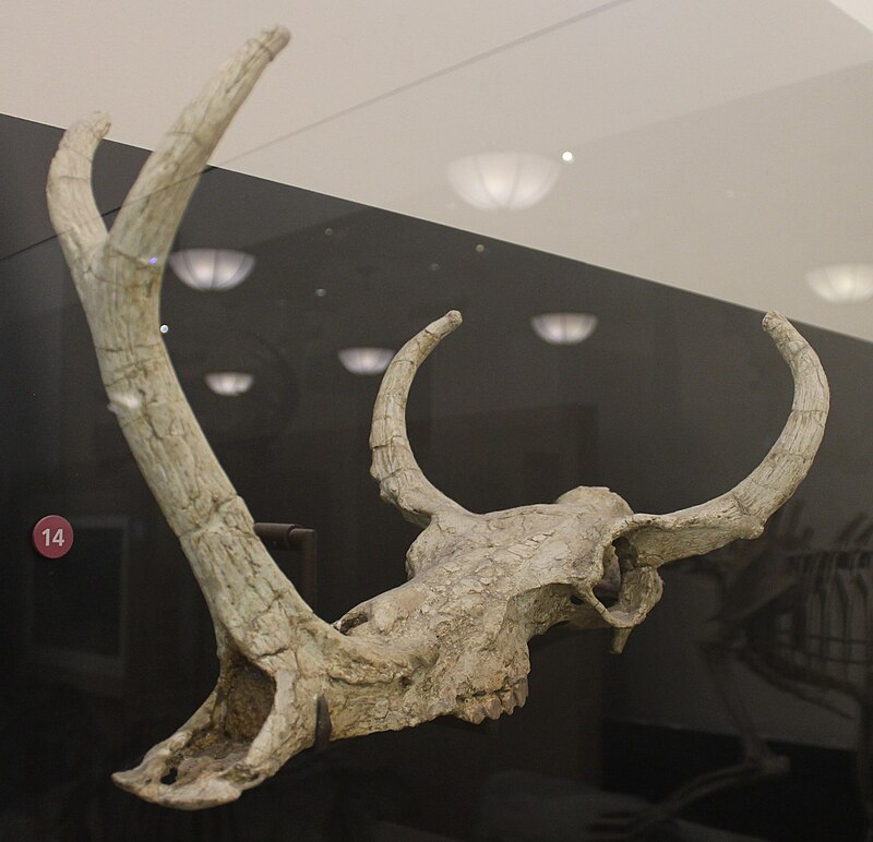 Череп Synthetoceras tricornatus Stirton, 1932 в Американском музее естественной истории