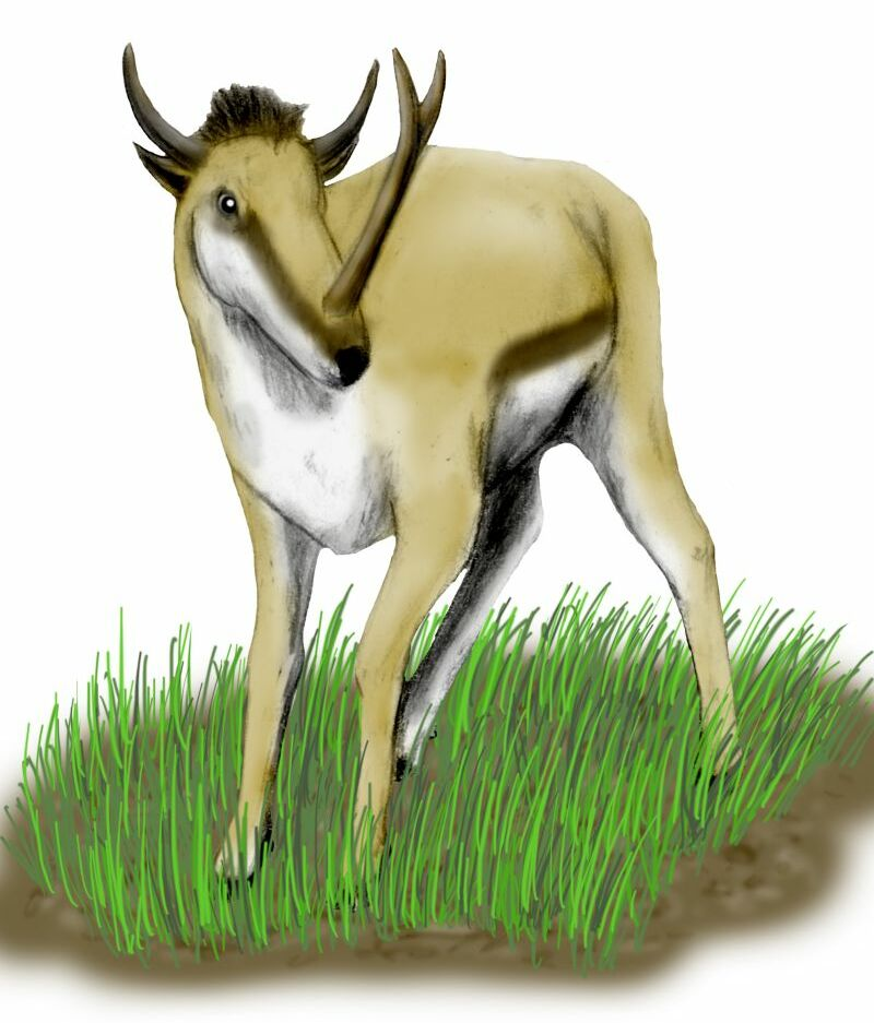 Реконструкция типового вида от Нобу Тамуры