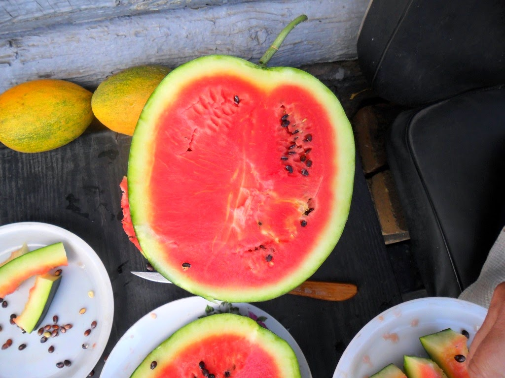 Спелый арбуз со своей бахчи