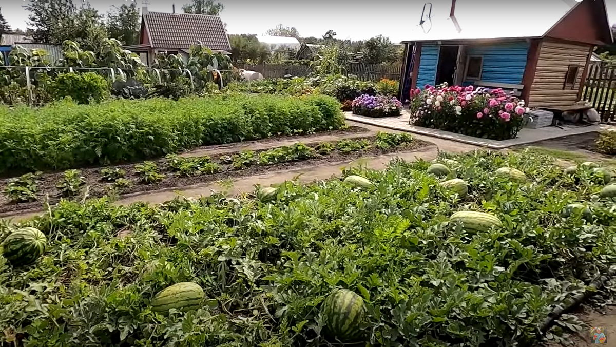 Арбузы поспели