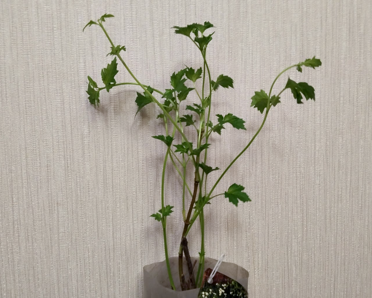 Моя калина бульденеж сразу после покупки