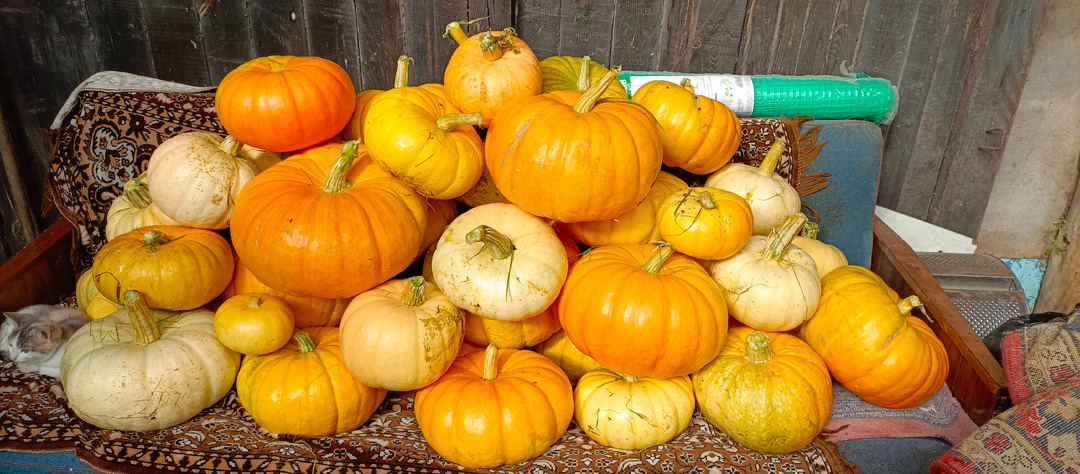 Почему мы продали овец? Осений урожай тыквы