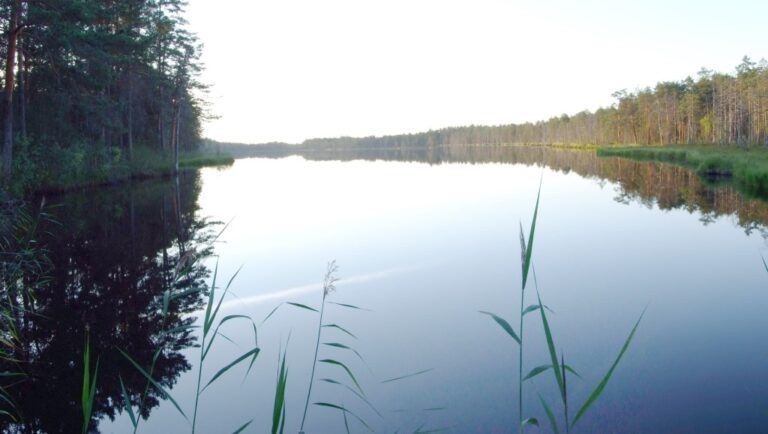    Фото: wiki commons/Дим Фролин/CC BY 3.0 Игорь Бережной