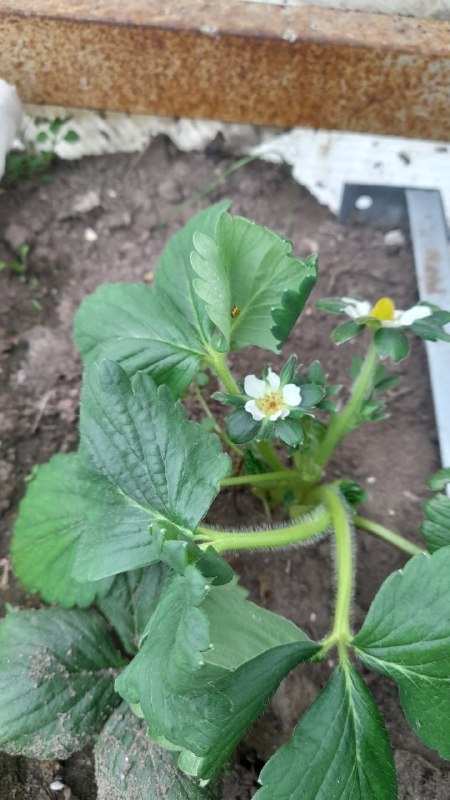 Первые цветки клубники (я знаю, что это садовая земляника, не кидайтесь тапками)