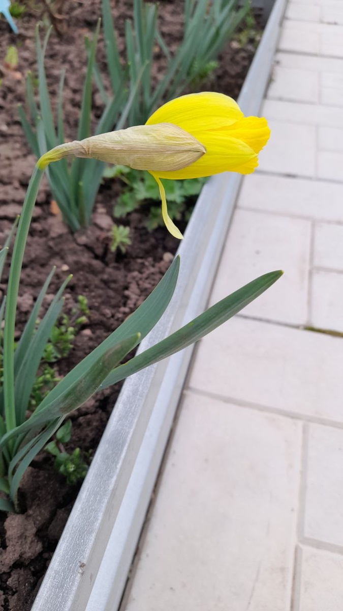 Нарцисс уже готов украшать собой мир!