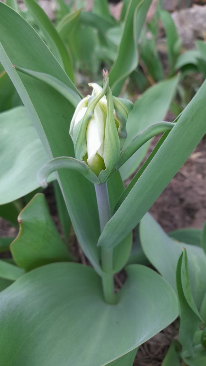 Первые тюльпаны набирают бутоны