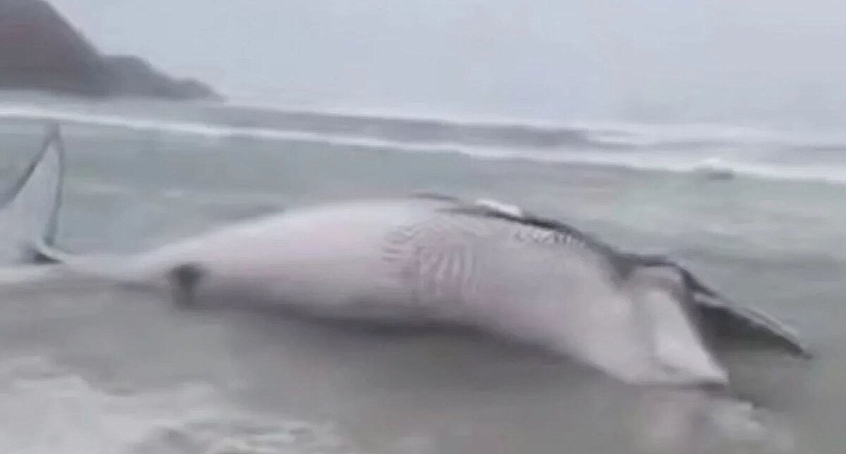     / Источник: © Соцсети. Кадр из видео