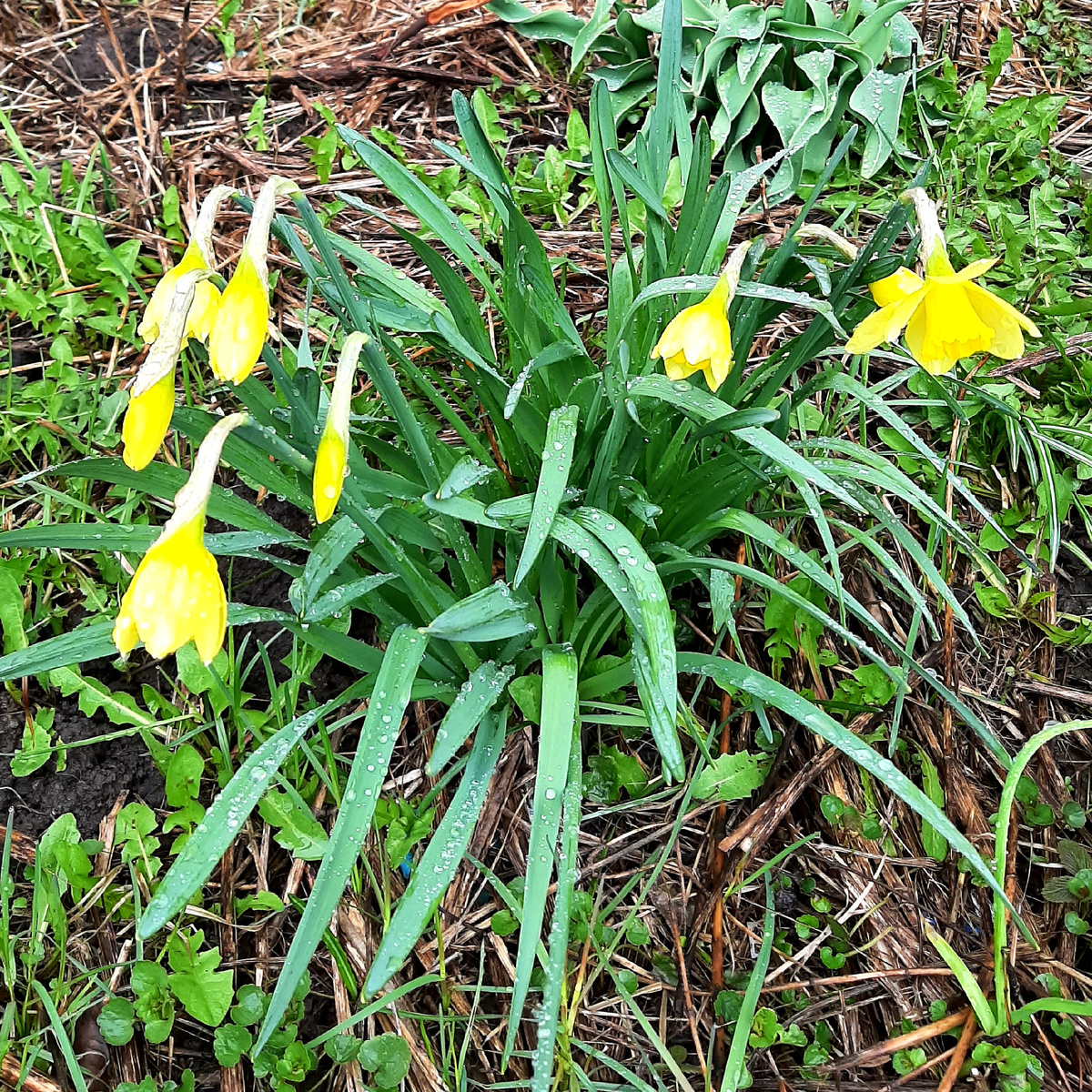 Весенняя красота и нежность