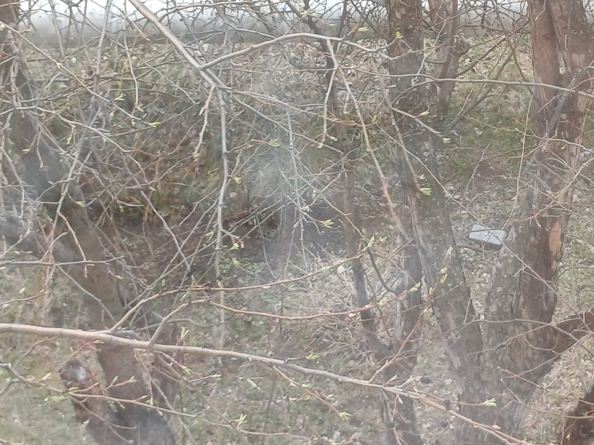 Листочки на яблоньке проклюнулись).