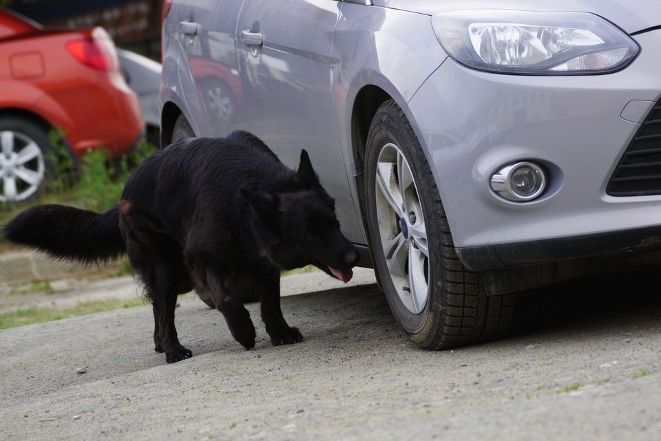    Всех троих «автослесарей» задержали Алексей БУЛАТОВ