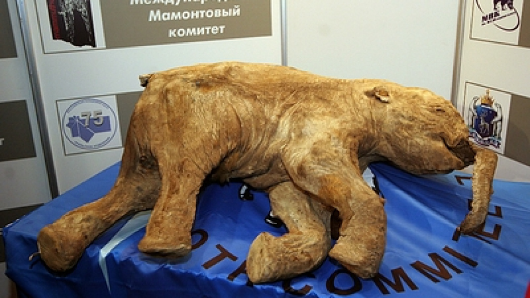    Фото: © Zamir Usmanov/Globallookpress