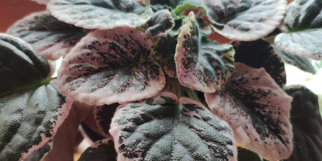 Фиалка не хочет цвести.