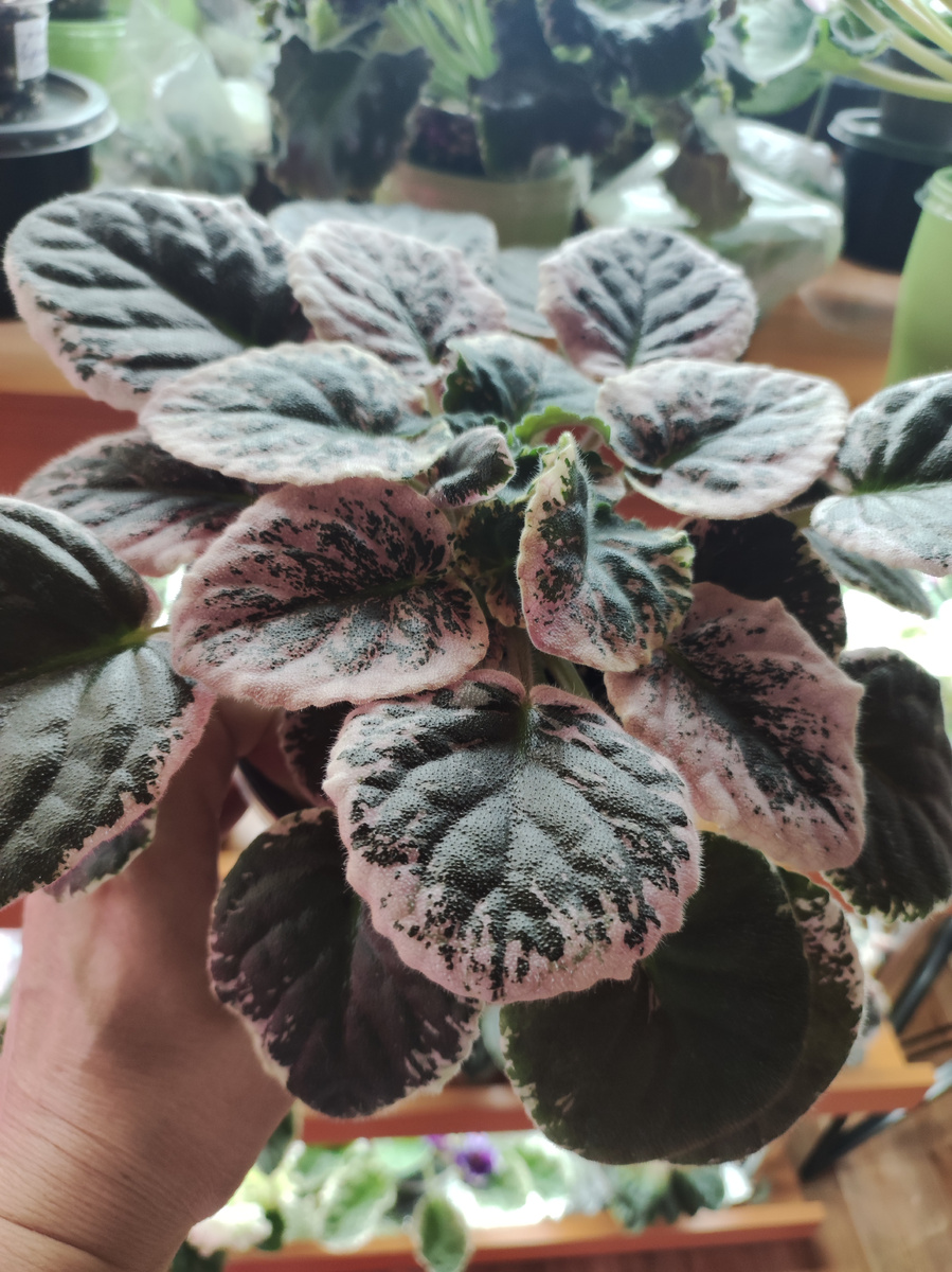 Это фото моей фиалки, но не цветёт она по понятной причине.( Пасынки)