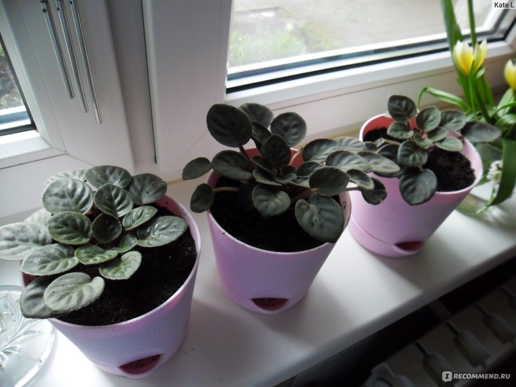 Такой горшок для фиалки слишком большой.( Фото интернет).