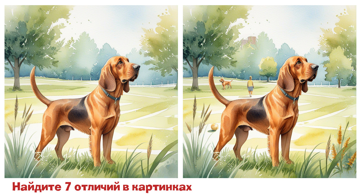 Название породы: Бладхаунд