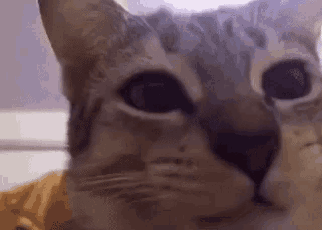 Только котикам можно не уважать других. Всем остальным: уважайте