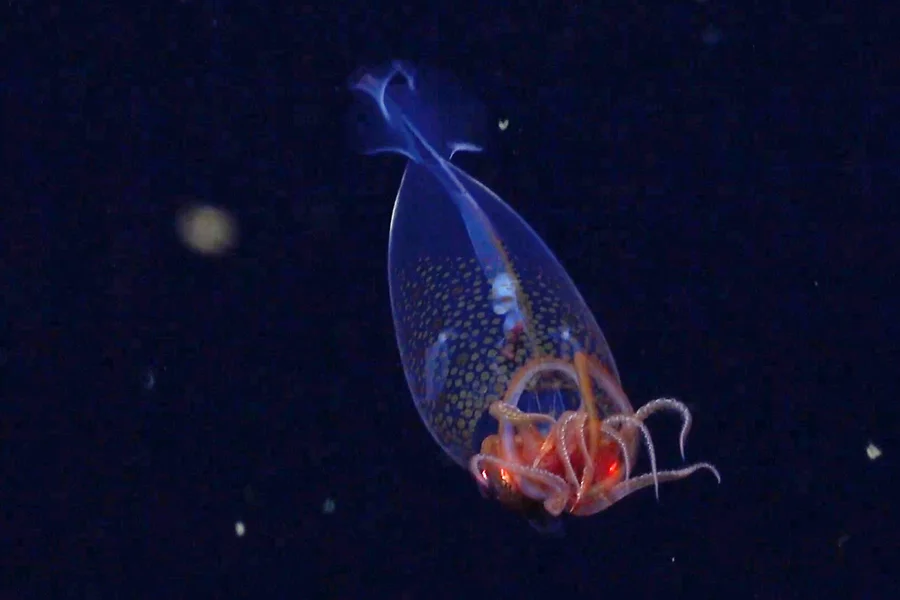 Первое подтвержденное наблюдение колоссального кальмара (Mesonychoteuthis hamiltoni) в естественной среде обитания было сделано дистанционно управляемым аппаратом SuBastian 9 марта во время флагманской экспедиции фонда Nippon Foundation-Nekton Ocean Census на отдаленных Южных Сандвичевых островах в южной части Атлантического океана. Кальмар — это детеныш длиной около 30 см. ROV SuBastian/Schmidt Ocean Institute.