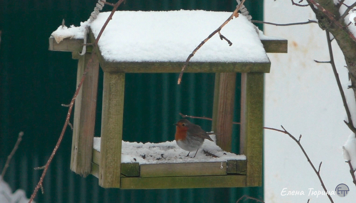 Фото: Елены Тюриной. Зарянка на кормушке. Апрель. 2025